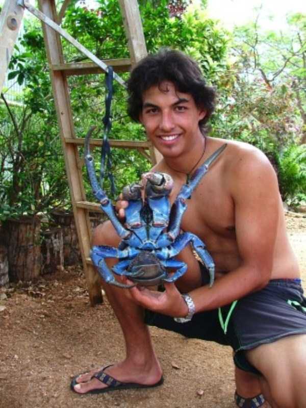 The Most Powerful Crab in the World (28 photos)