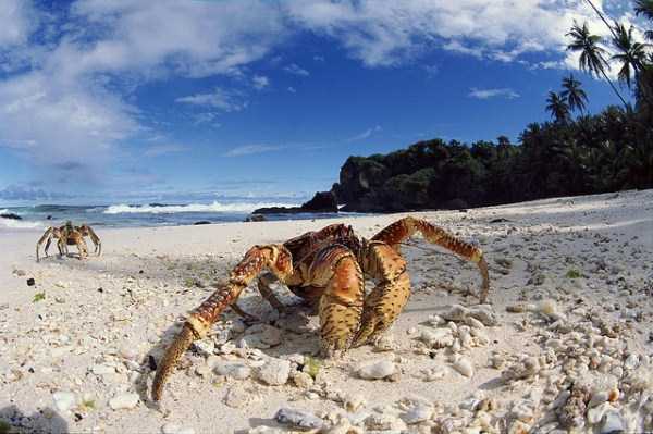 The Most Powerful Crab in the World (28 photos)