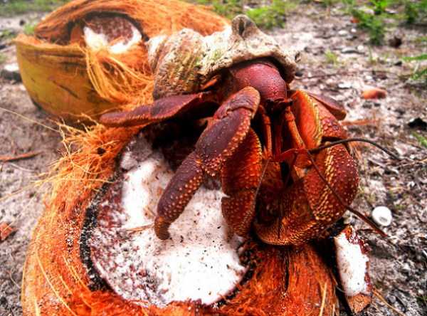 The Most Powerful Crab in the World (28 photos)