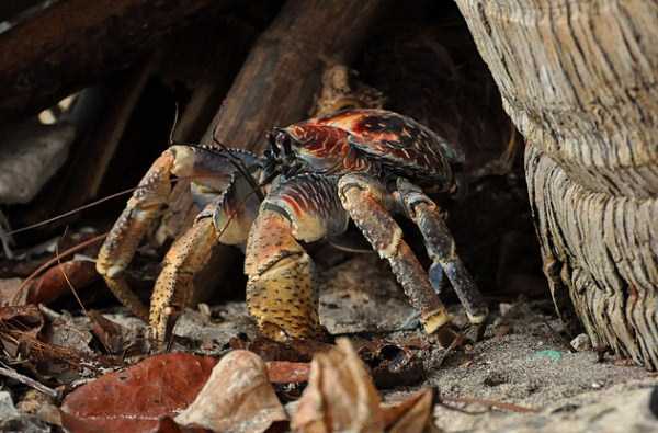 The Most Powerful Crab in the World (28 photos)