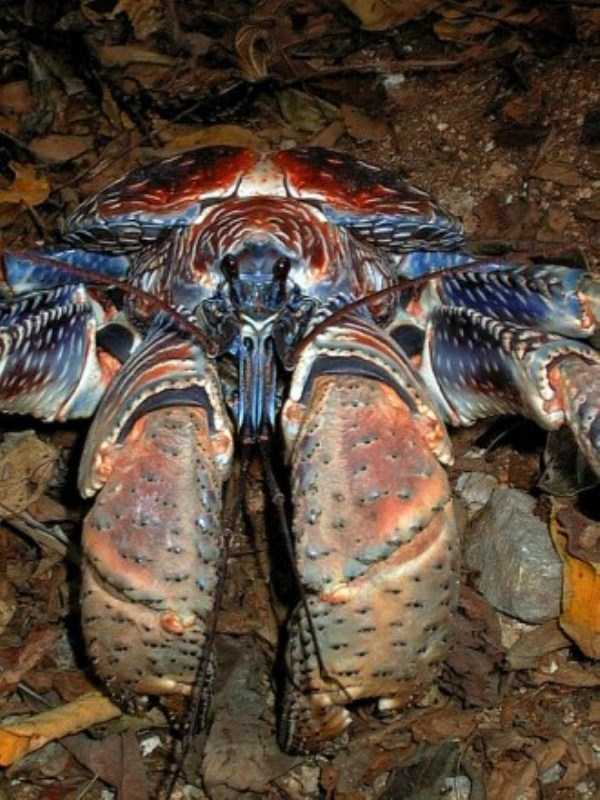 The Most Powerful Crab in the World (28 photos)