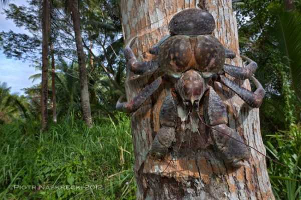 The Most Powerful Crab in the World (28 photos)