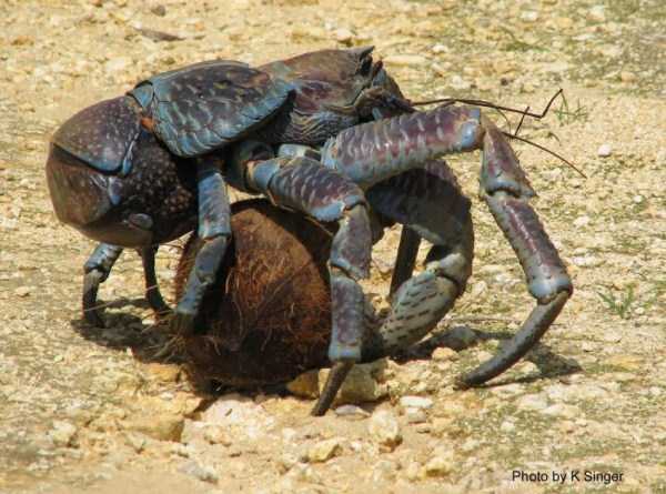 The Most Powerful Crab in the World (28 photos)