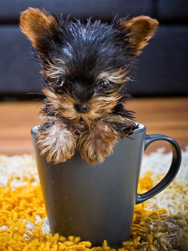cute animals in cups 11