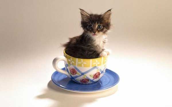 Cups Filled With Cuteness (62 photos)