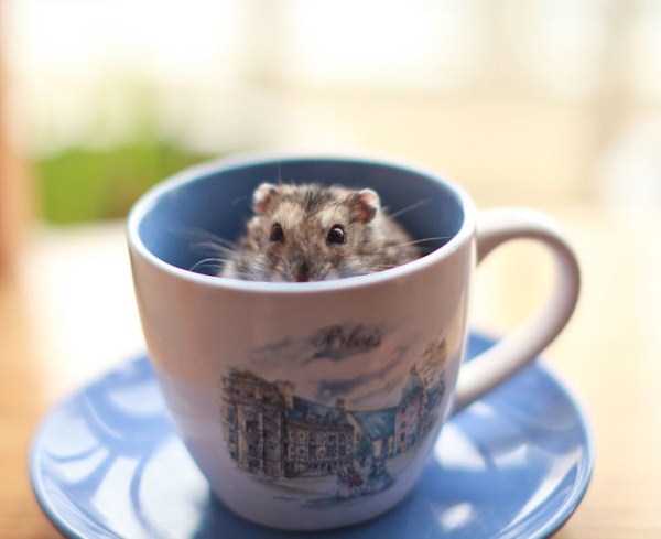 Cups Filled With Cuteness (62 photos)