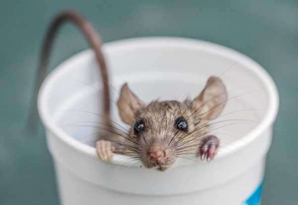 Cups Filled With Cuteness (62 photos)