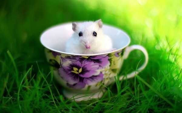 Cups Filled With Cuteness (62 photos)