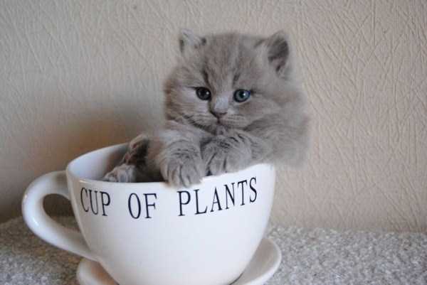 cute animals in cups 26