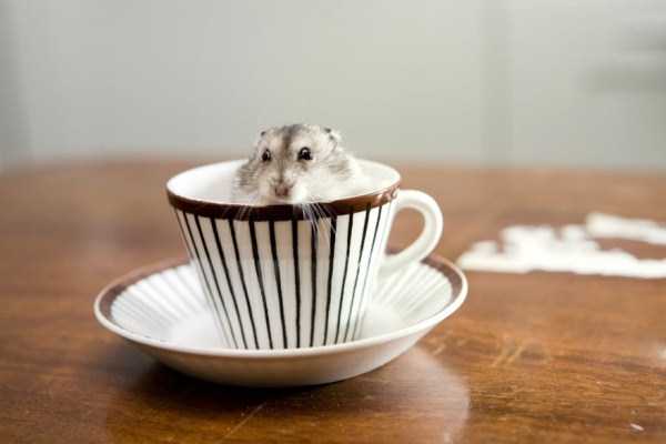 Cups Filled With Cuteness (62 photos)