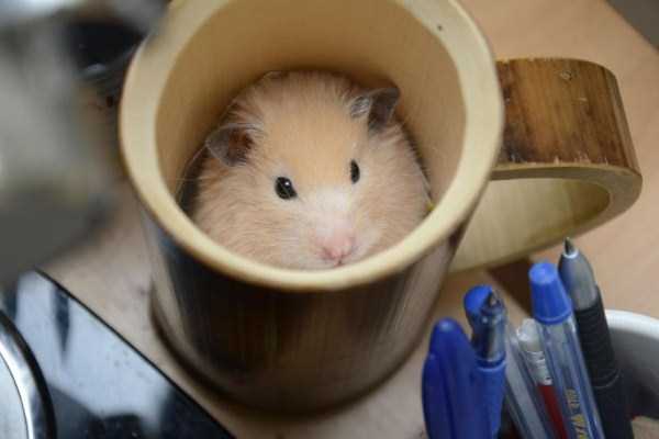 Cups Filled With Cuteness (62 photos)