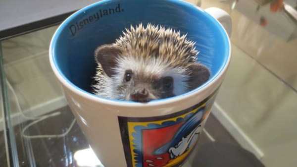 Cups Filled With Cuteness (62 photos)