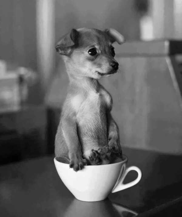 cute animals in cups 45