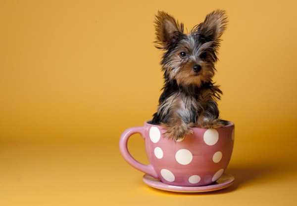 Cups Filled With Cuteness (62 photos)