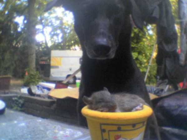 Cups Filled With Cuteness (62 photos)