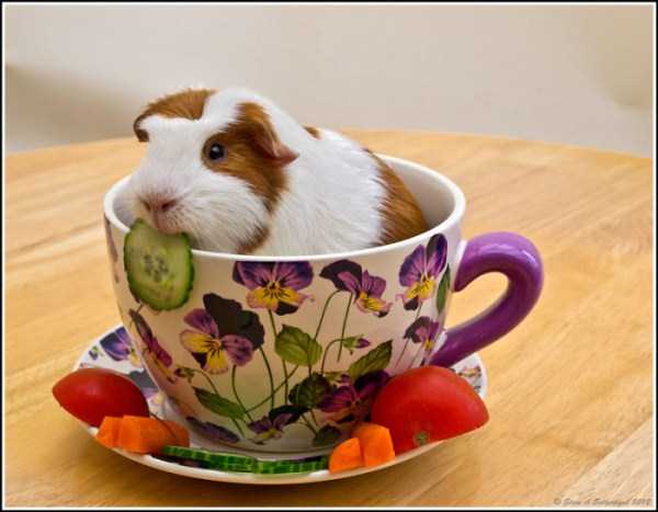 Cups Filled With Cuteness (62 photos)