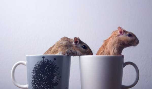 Cups Filled With Cuteness (62 photos)