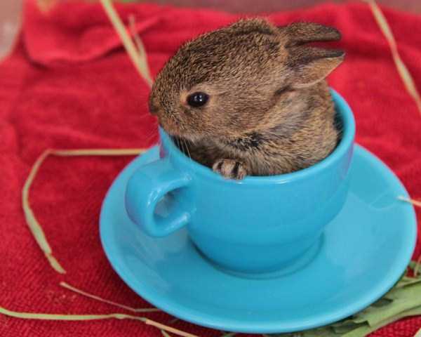 Cups Filled With Cuteness (62 photos)