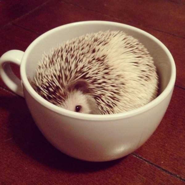Cups Filled With Cuteness (62 photos)