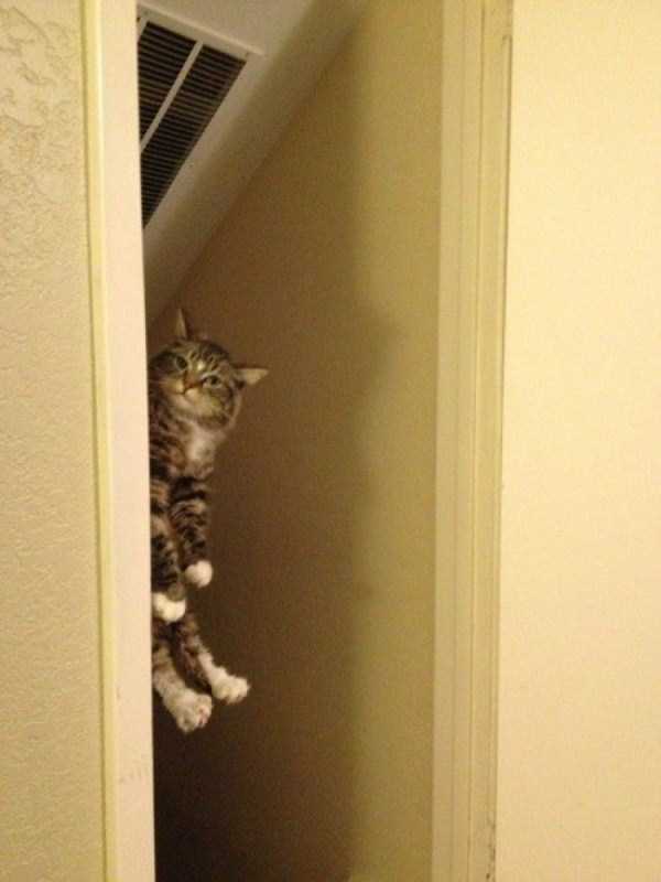 Adorable Cats in Funny Situations (37 photos)