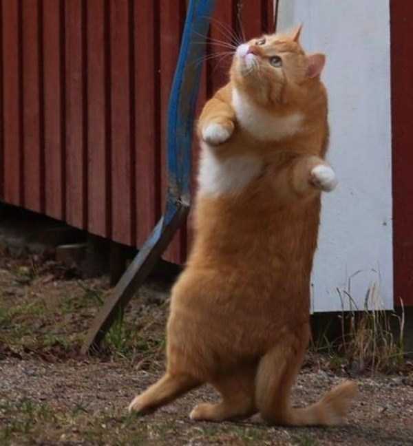 Adorable Cats in Funny Situations (37 photos)