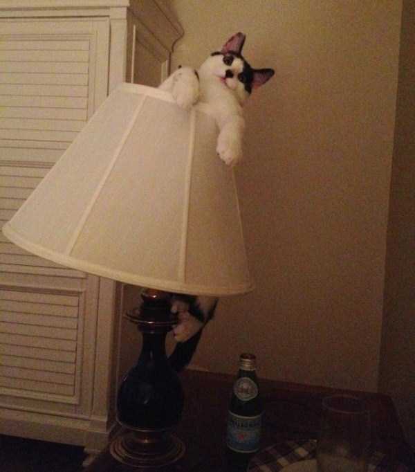 Adorable Cats in Funny Situations (37 photos)