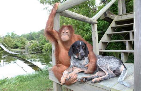 Unexpected But Beautiful Animal Friendships (70 photos)