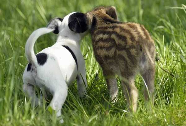 Unexpected But Beautiful Animal Friendships (70 photos)