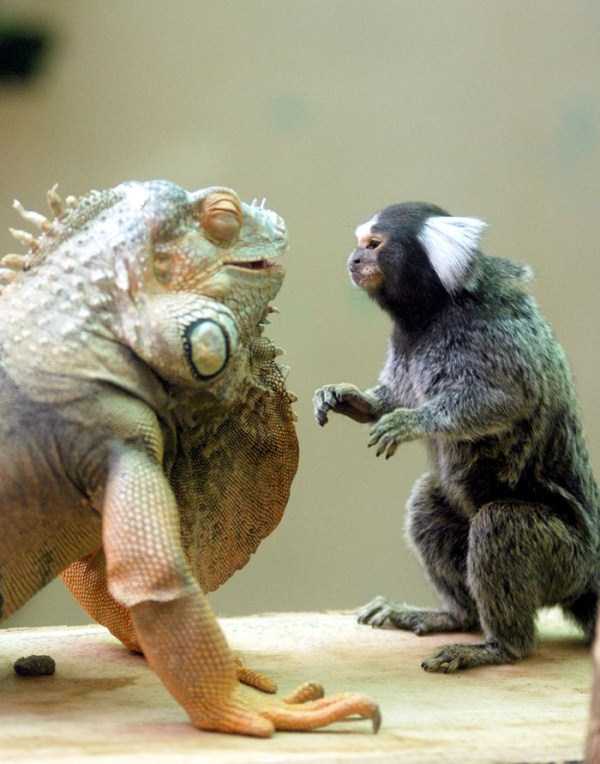 unlikely animal friendships 13