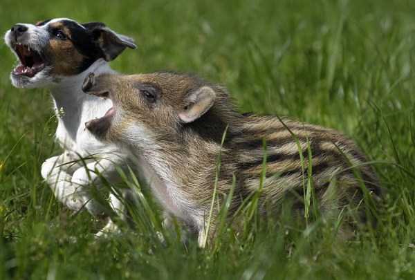 Unexpected But Beautiful Animal Friendships (70 photos)