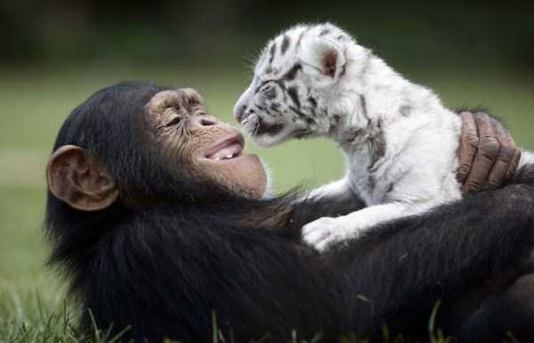 unlikely animal friendships 21