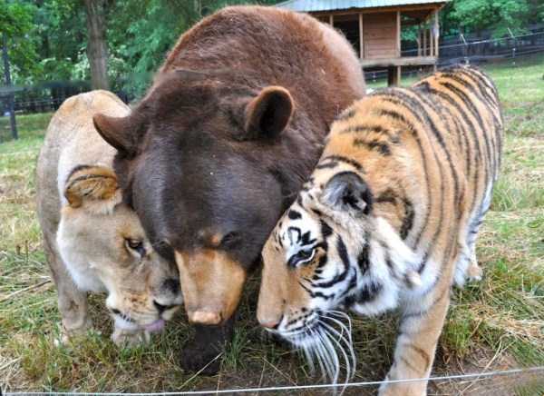 Unexpected But Beautiful Animal Friendships (70 photos)