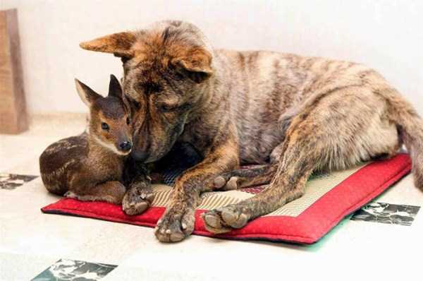 Unexpected But Beautiful Animal Friendships (70 photos)