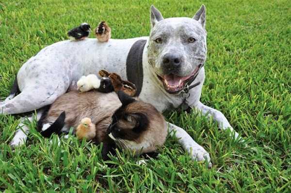Unexpected But Beautiful Animal Friendships (70 photos)