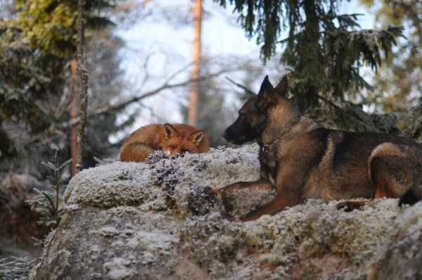 Unexpected But Beautiful Animal Friendships (70 photos)