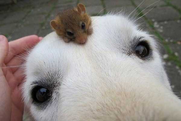 Unexpected But Beautiful Animal Friendships (70 photos)
