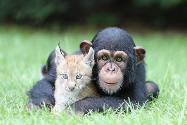 unlikely animal friendships 48