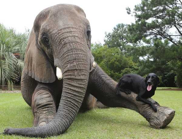 Unexpected But Beautiful Animal Friendships (70 photos)