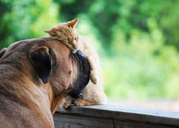 Unexpected But Beautiful Animal Friendships (70 photos)