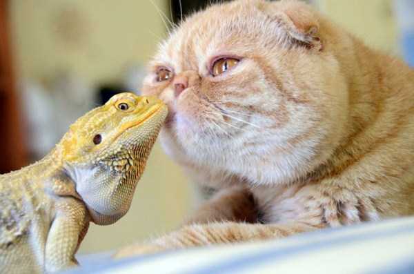 Unexpected But Beautiful Animal Friendships (70 photos) 65