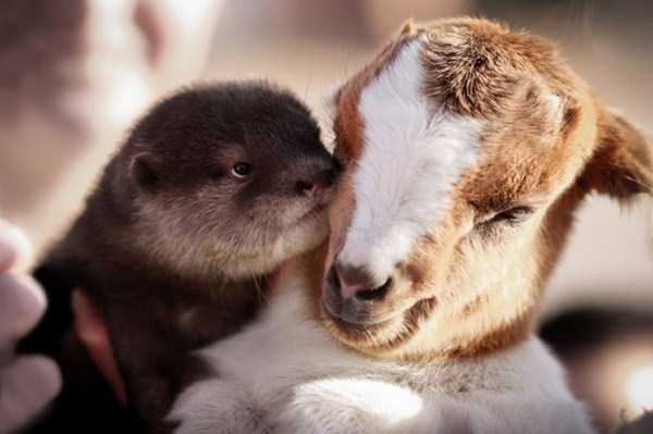 unlikely animal friendships 69