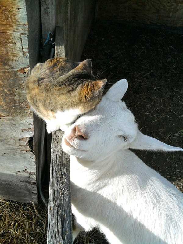 unlikely animal friendships 9
