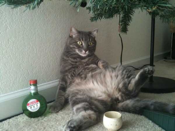 Animals Who Just Dont Care About Christmas (32 photos)