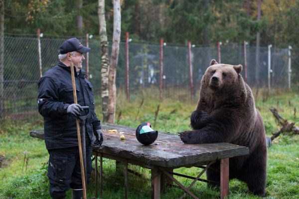 bears acting like humans 27