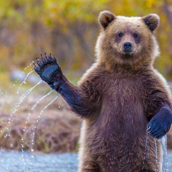 bears acting like humans 29