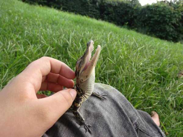 Awesomely Cute Reptiles (33 photos)
