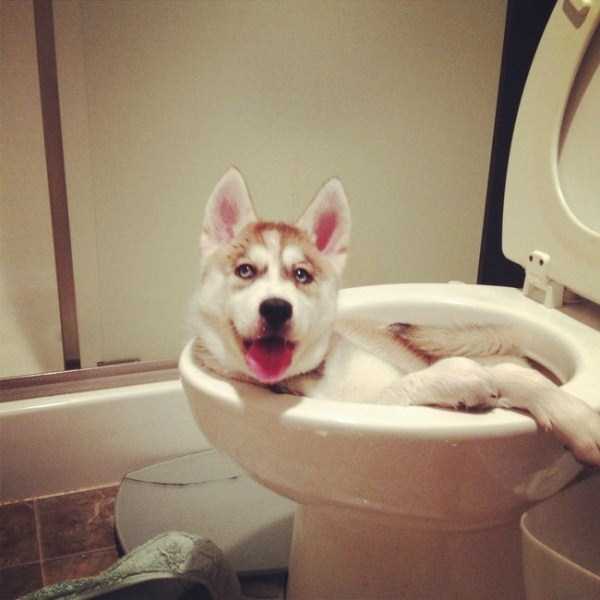 Pets Getting Surprised by Their Owners (30 photos)
