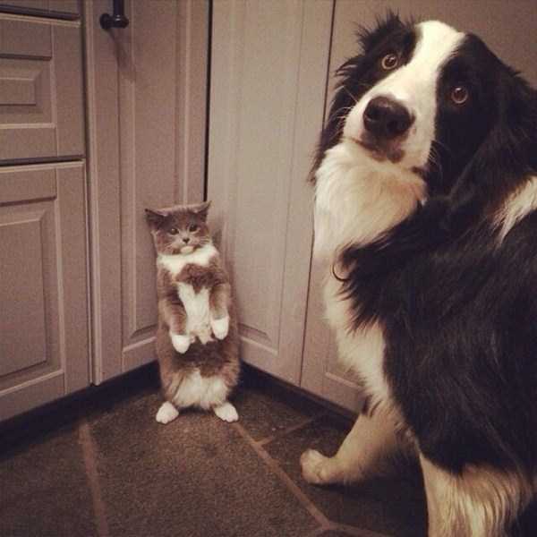 Pets Getting Surprised by Their Owners (30 photos)