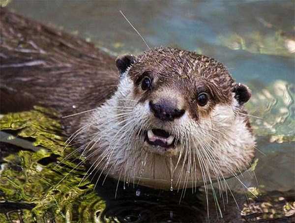Cute Animals Making Surprised Faces (30 photos)