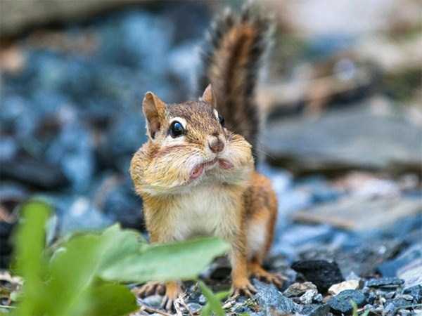 Cute Animals Making Surprised Faces (30 photos)